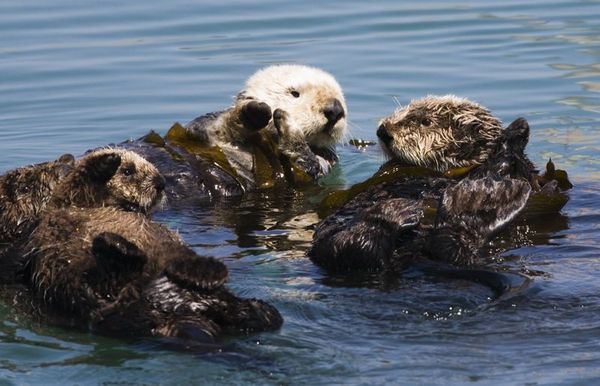 日本の絶滅危惧種！近い将来見られなくなる日本の動物リスト